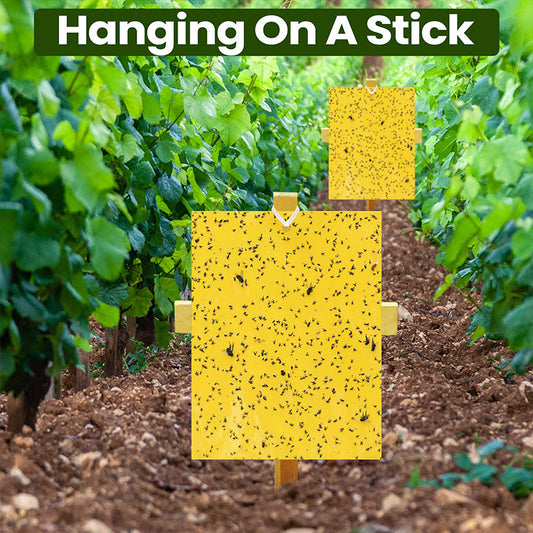 🦟 50% RABATT! 🪤 Superklibbiga Dubbelsidiga Insektsfällor (20-pack) – Giftfria, Lätta Att Placera & Effektiva Mot Flygande Insekter Inomhus & Utomhus 🌿
